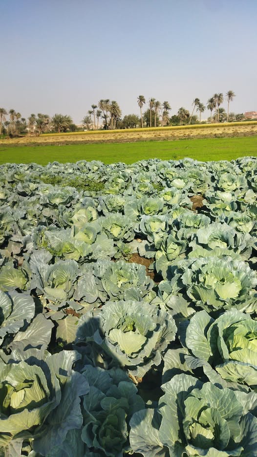 إيه رأيكم ولو فيه أي ملاحظه ممكن تقولولنا عليها.   عمر 80يوم